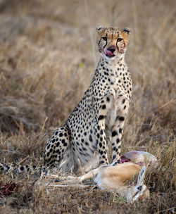 Cheetah sitting