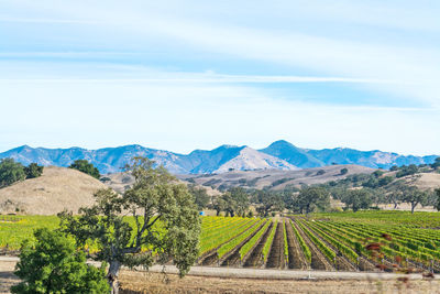 Scenic view of agricultural field against sky