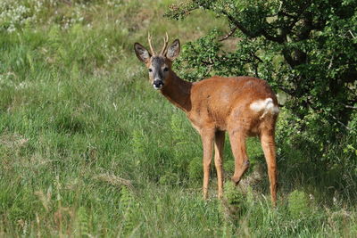 View of deer standing on land