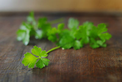 Close-up of green leaves on table