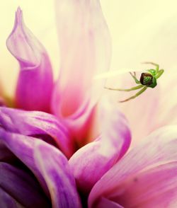 Close-up of pink flower