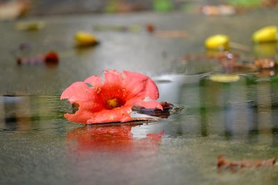 Close-up of red flower floating on water