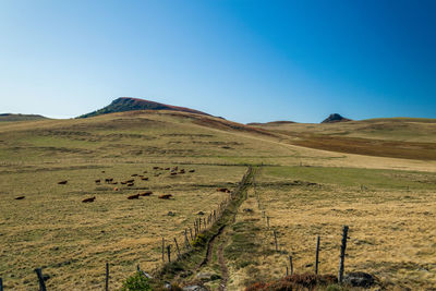 Scenic view of field against clear sky