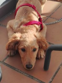High angle portrait of dog