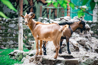 Horse standing on rock