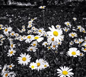 Close-up of white daisy flowers blooming in field