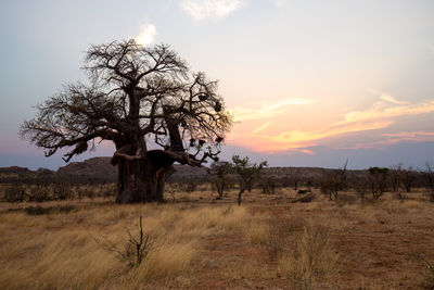 Tree on field against sky during sunset