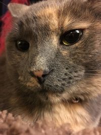 Close-up portrait of cat