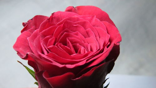 Close-up of pink rose