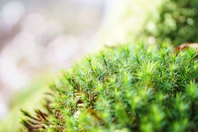 Close-up of cactus plant growing on field