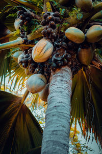 Low angle view of coconut palm tree