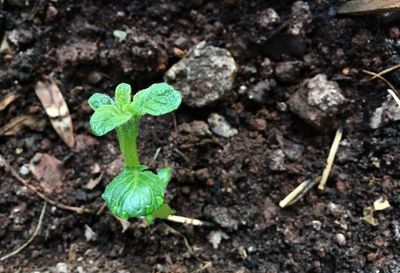 Close-up of small plant growing on field