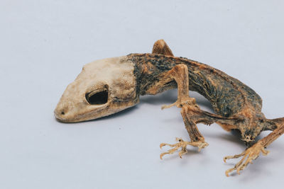 High angle view of lizard on white background