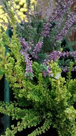 Plant growing on a tree