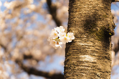 Close-up of white flowering plant