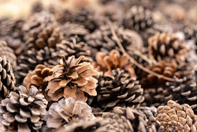 Close-up of dried pine cone