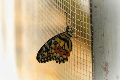 Close-up of butterfly on leaf
