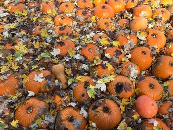 Full frame shot of pumpkins