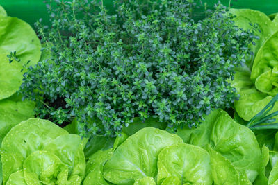 Full frame shot of green leaves