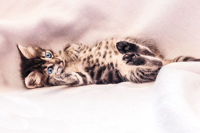 Beautiful fluffy tabby kitten with a big blue eyes smiling to camera