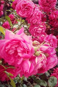 Close-up of pink flowers