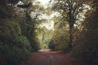 Road passing through forest