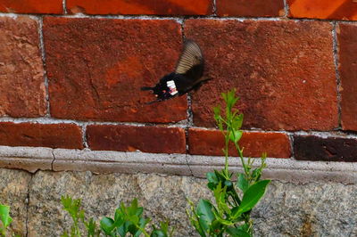 Bird perching on brick wall