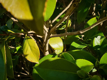 Close-up of green leaves