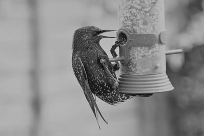 Close-up of starling at bird feeder