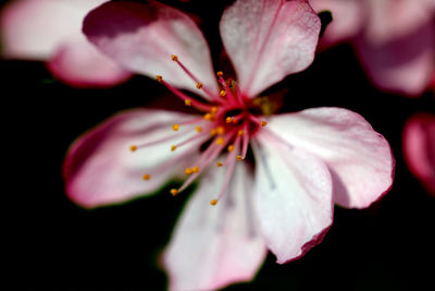 Close-up of flower