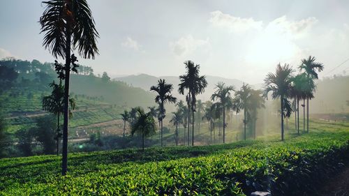 Scenic view of tea estate against sky