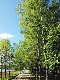 Narrow pathway along trees in park