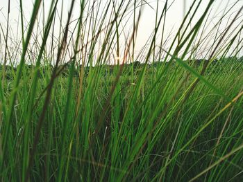 Full frame shot of bamboo on field