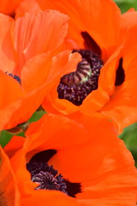 Close-up of orange hibiscus blooming outdoors