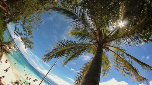 Low angle view of palm trees against sky