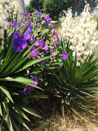 Purple flowers growing outdoors