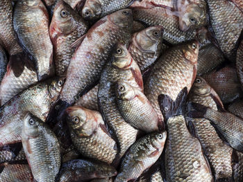 Full frame shot of fish for sale in market