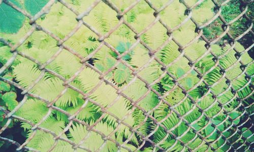 Close-up of green leaves