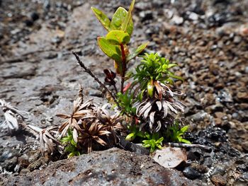 High angle view of small plant growing on field