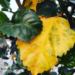 Close-up of wet leaf