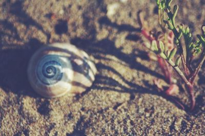 Close-up of snail on leaf