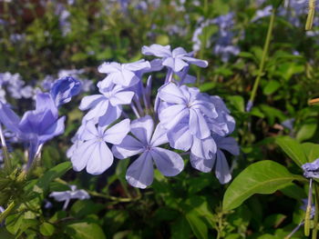 Close-up of purple flowers