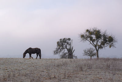 View of horse on field against sky