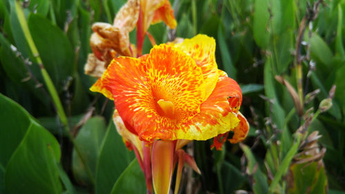 Close-up of orange flower on field