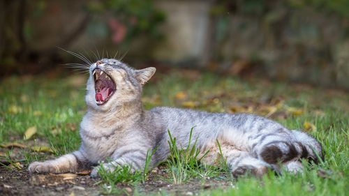 Cat yawning on grassy field