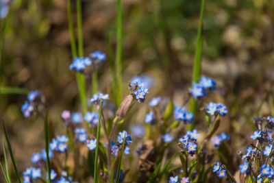 Beautiful blue forget me not flowers in the spring