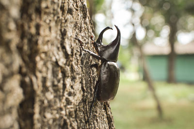 Close-up of insect on tree trunk