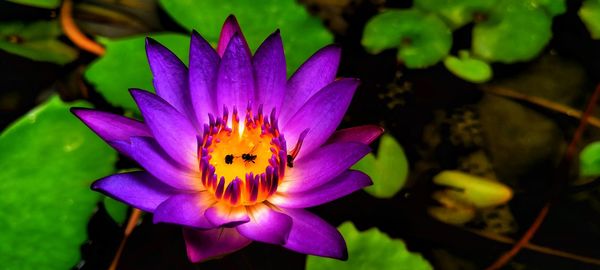 Close-up of purple water lily