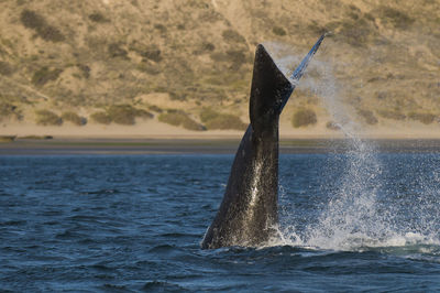 Whale swimming in sea