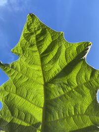 Close-up of fresh green leaves against sky